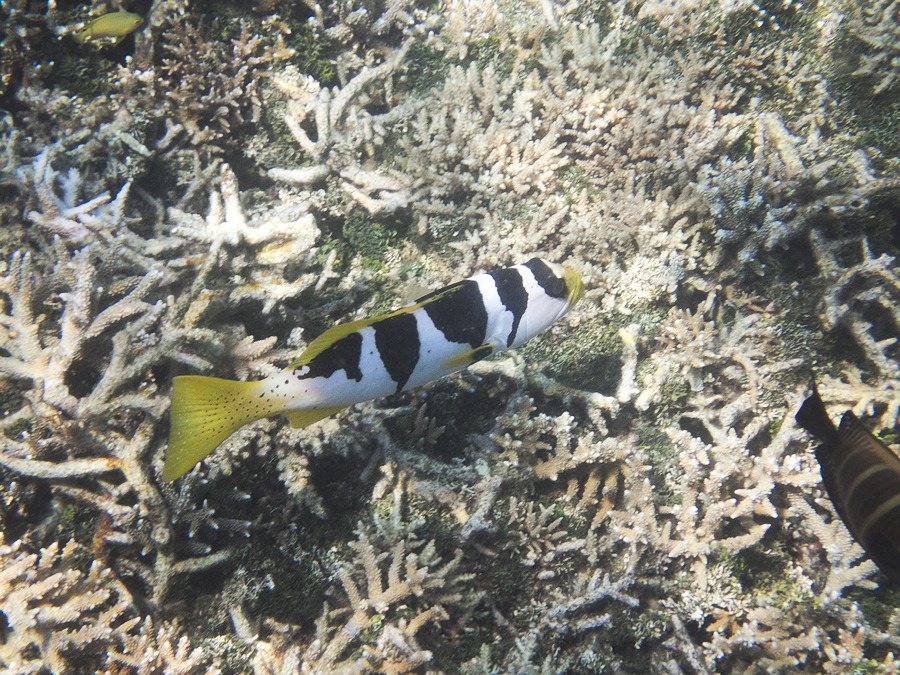 Plectropomus laevis