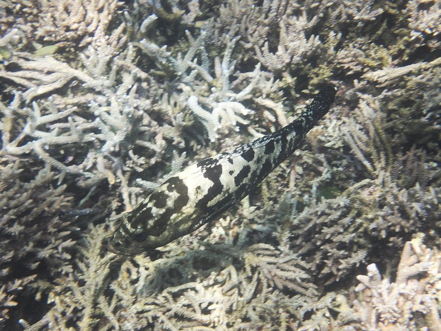 Epinephelus polyphekadion