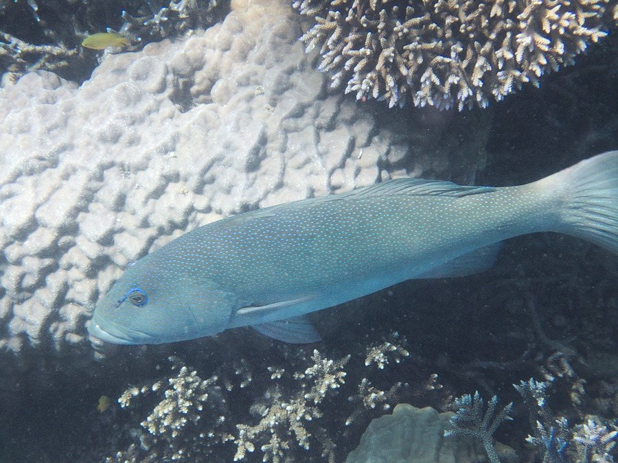 Plectropomus leopardus