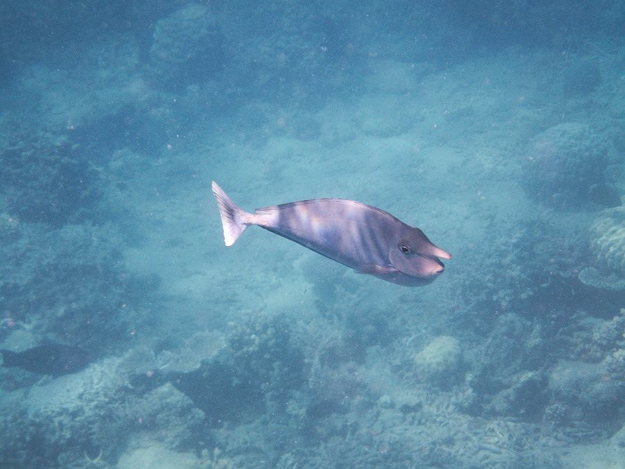 Naso brevirostris