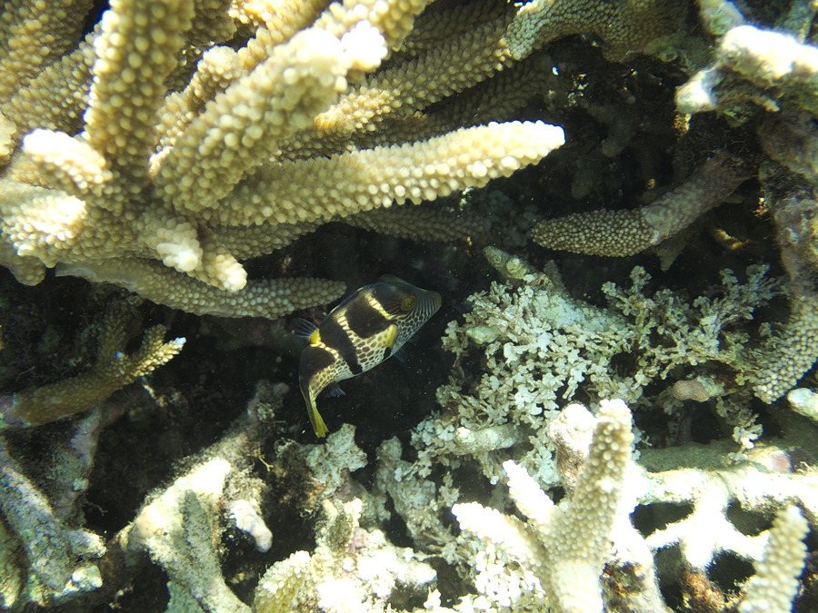 Canthigaster valentini