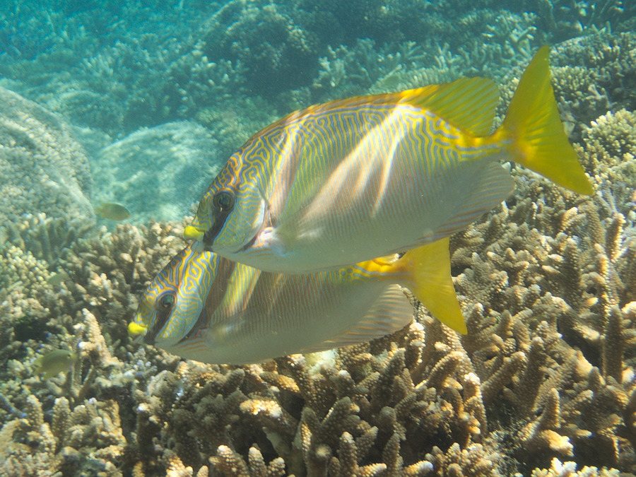Siganus doliatus