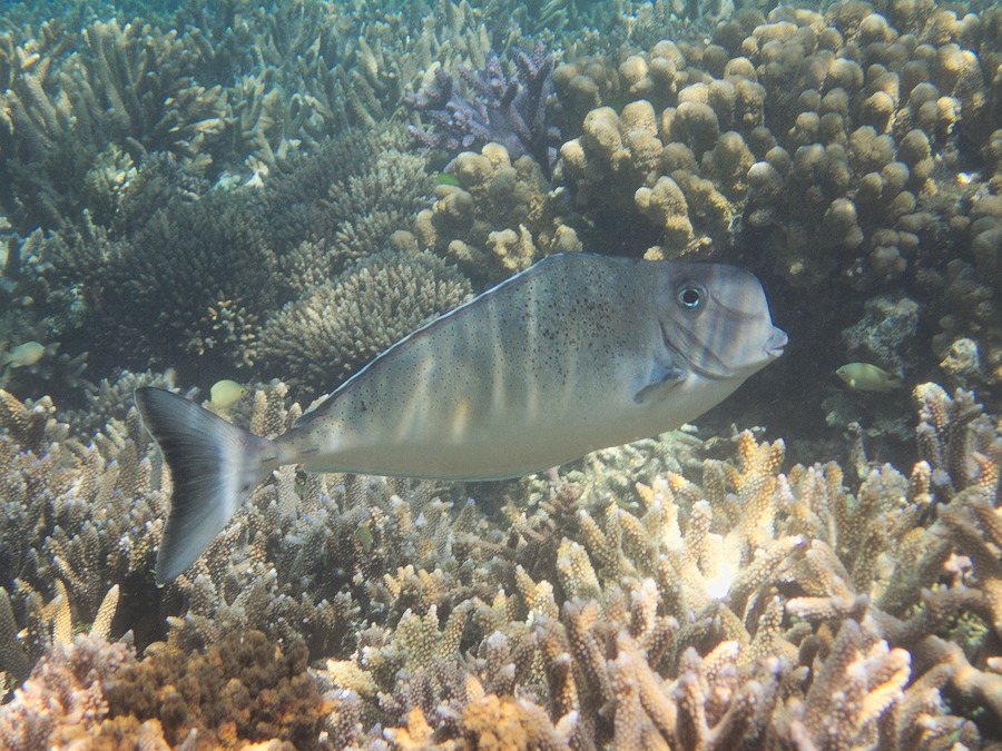 Naso tonganus