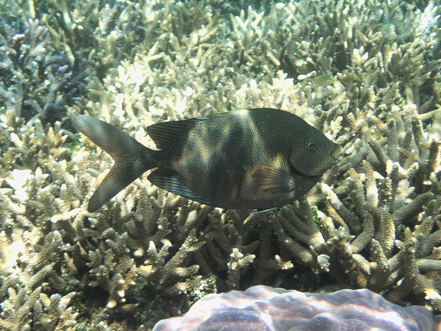 Siganus punctatus