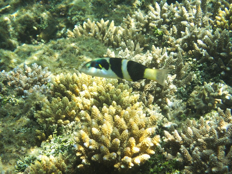 Thalassoma nigrofasciatum