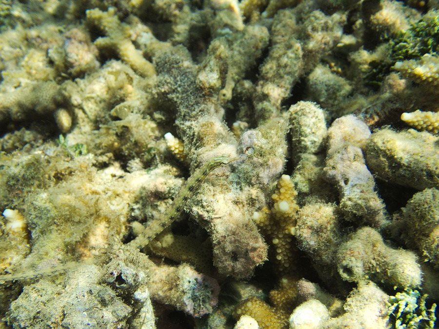 Corythoichthys haematopterus