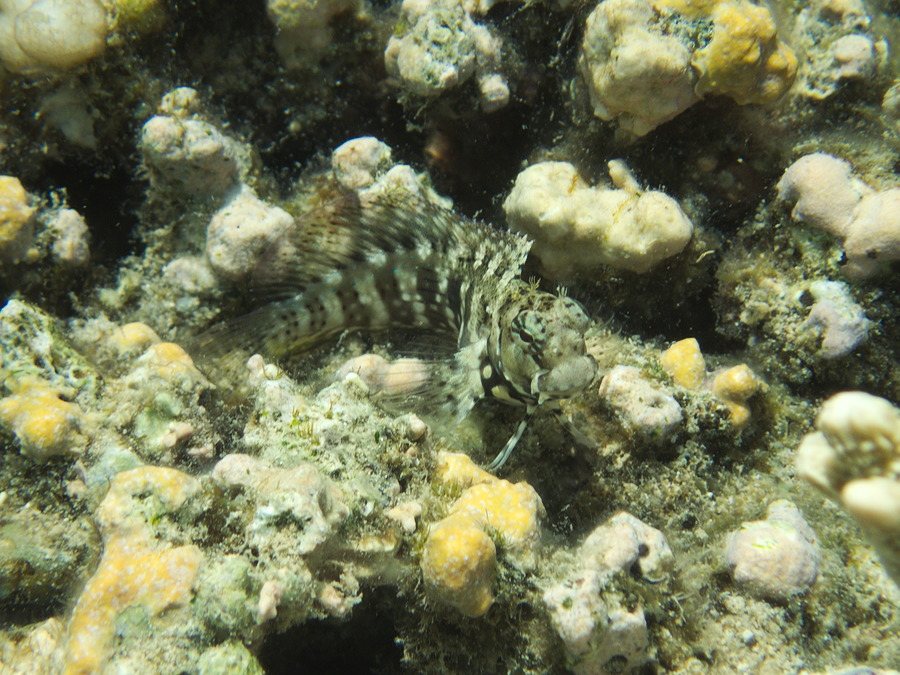 Salarias fasciatus
