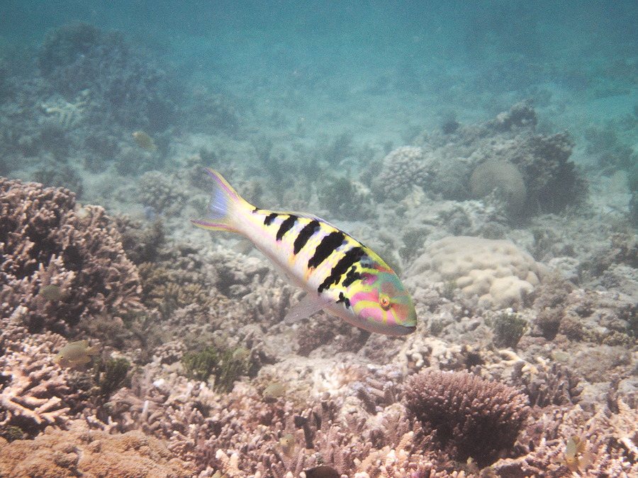 Thalassoma hardwicke