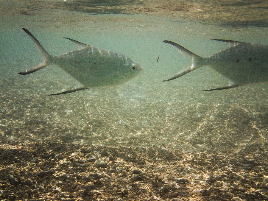 Trachinotus bailloni