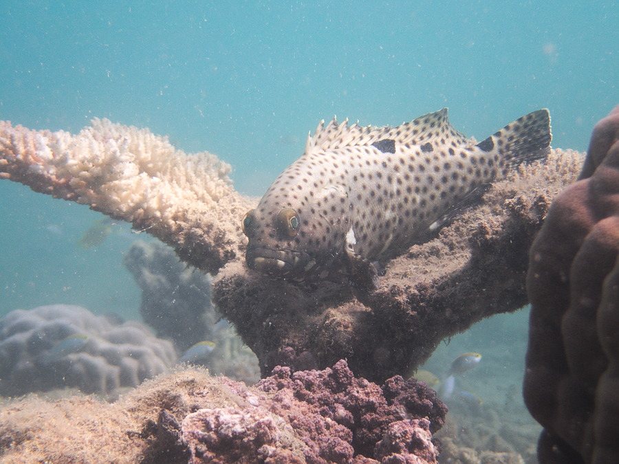 Epinephelus howlandi