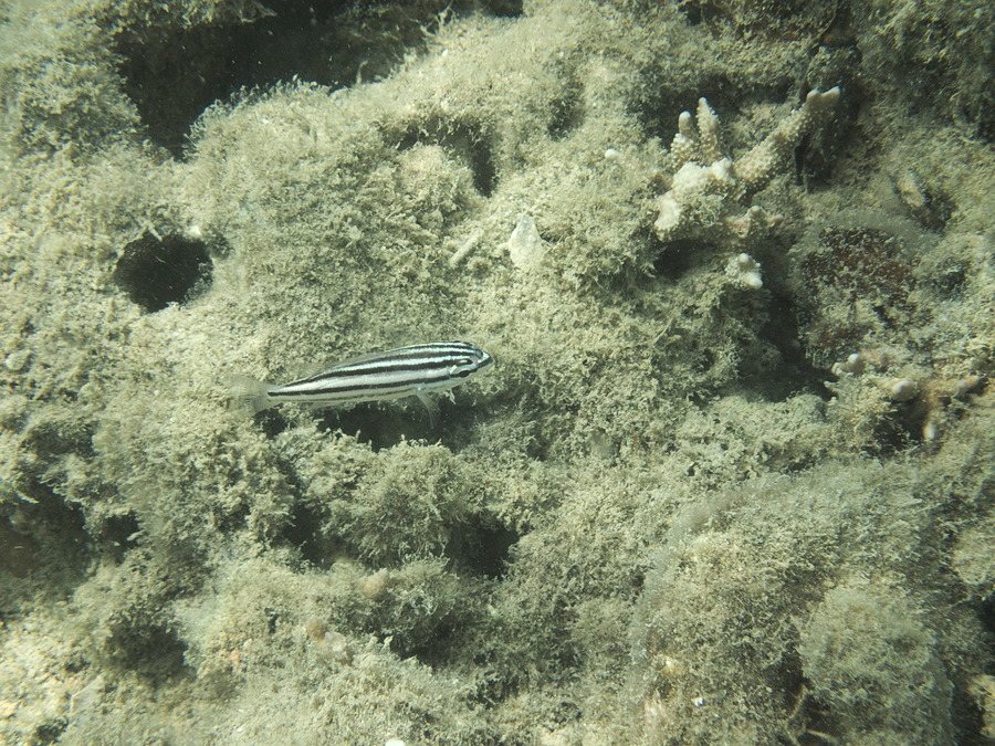 Ostorhinchus taeniophorus