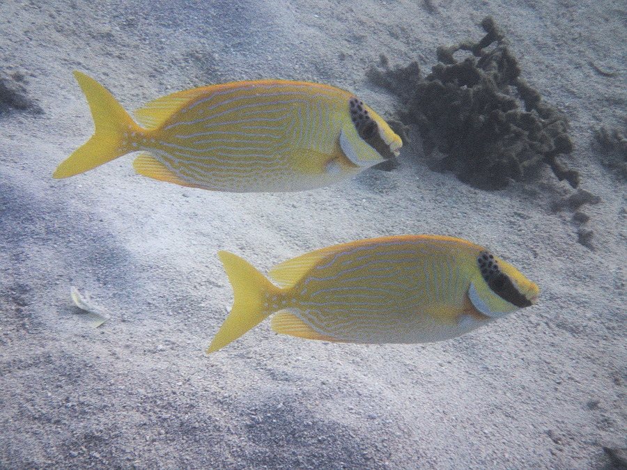 Siganus puellus