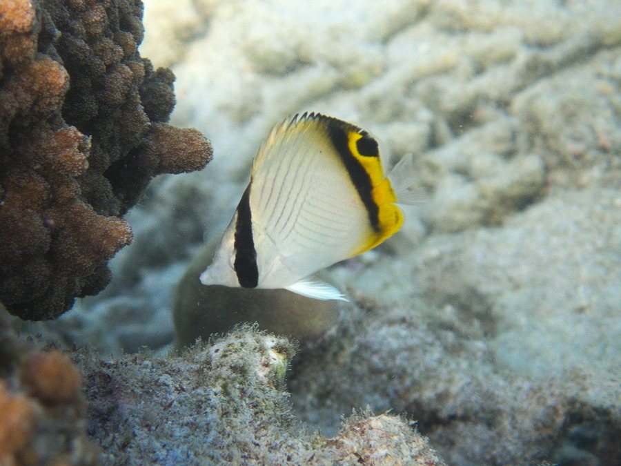 Chaetodon auriga