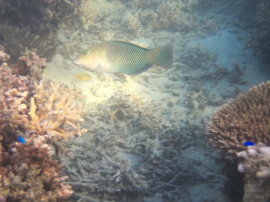 Hemigymnus melapterus