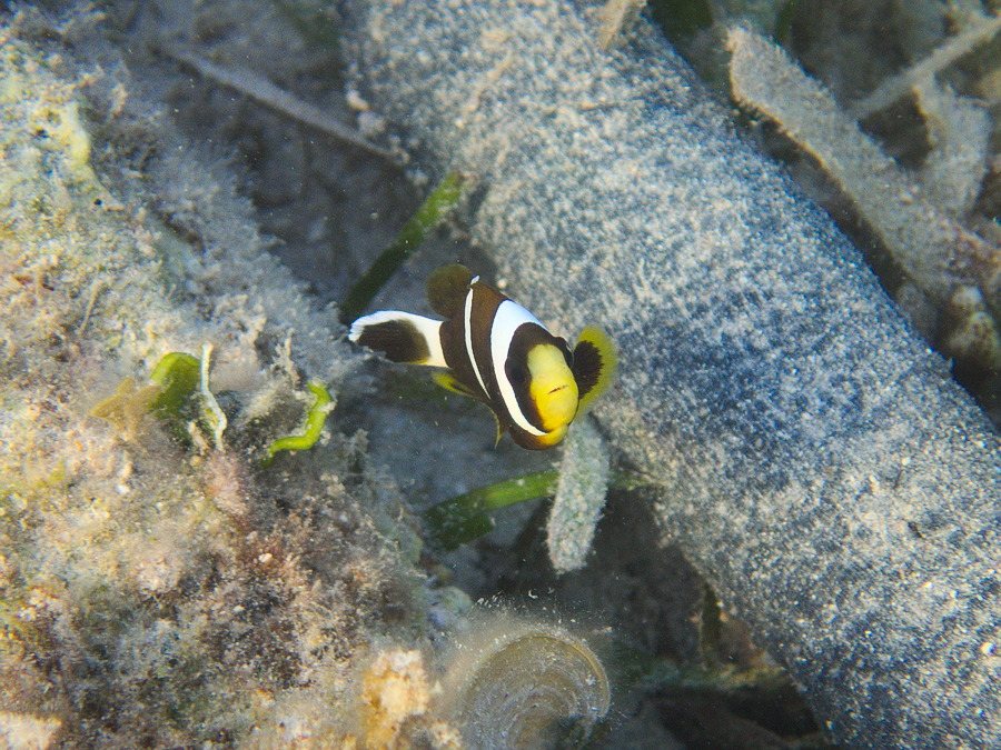 Amphiprion akindynos