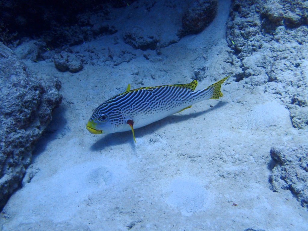 Plectorhinchus lineatus