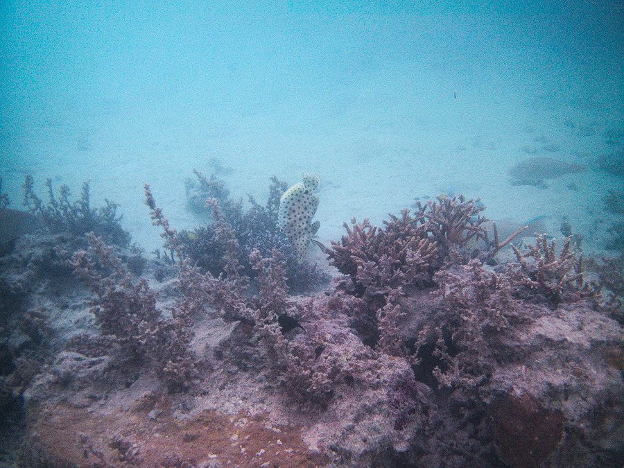 Cromileptes altivelis