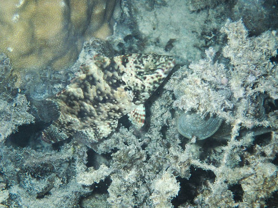 Cheilinus chlorourus