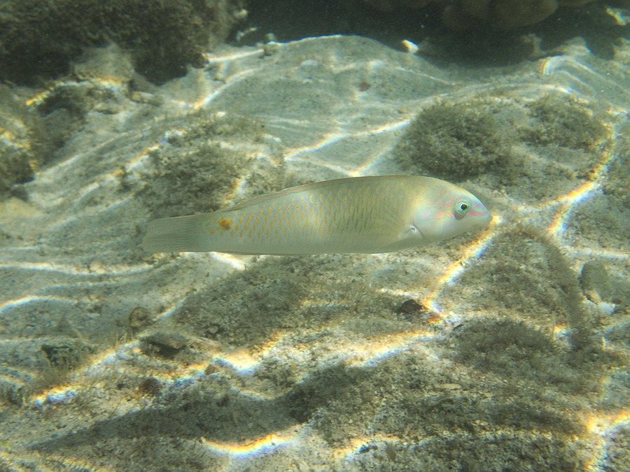 Halichoeres trimaculatus