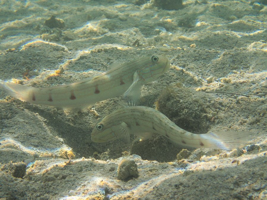 Valenciennea longipinnis