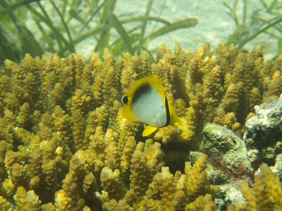 Chaetodon melannotus