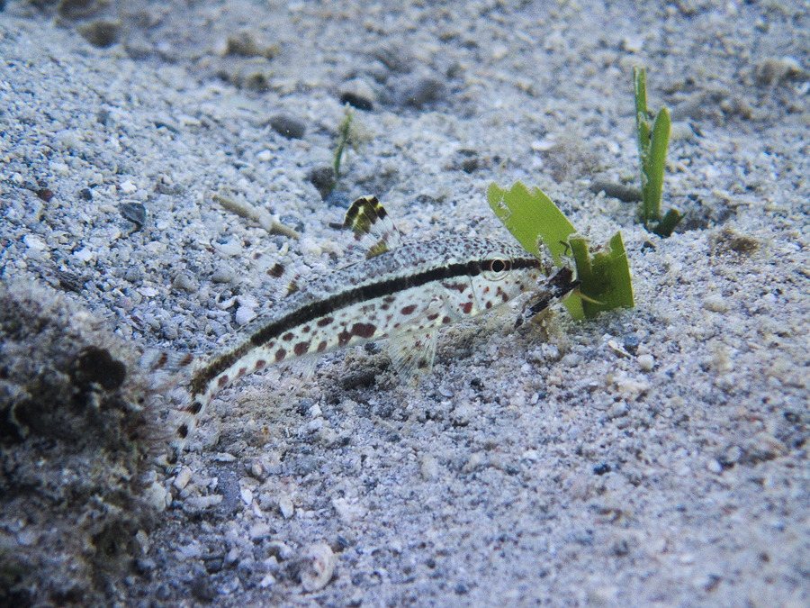 Upeneus tragula
