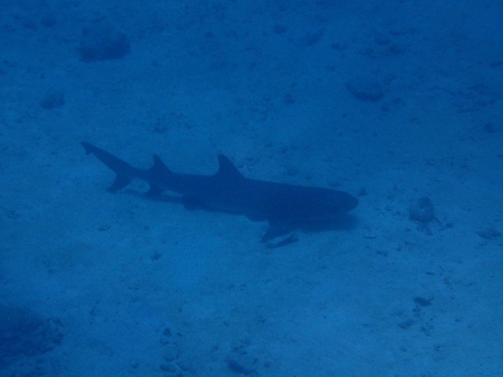 Requin à pointe blanche du lagon