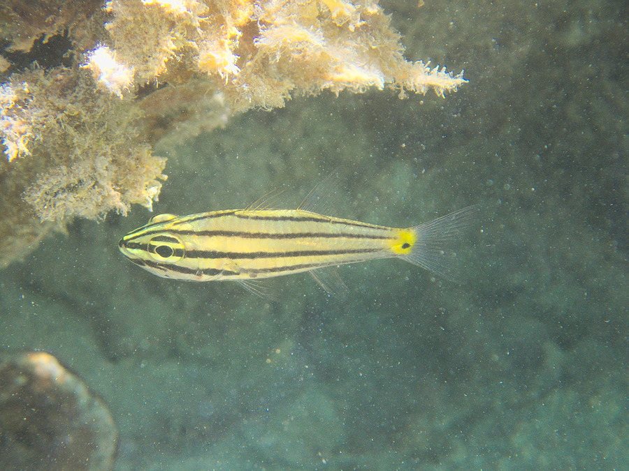 Cheilodipterus quinquelineatus