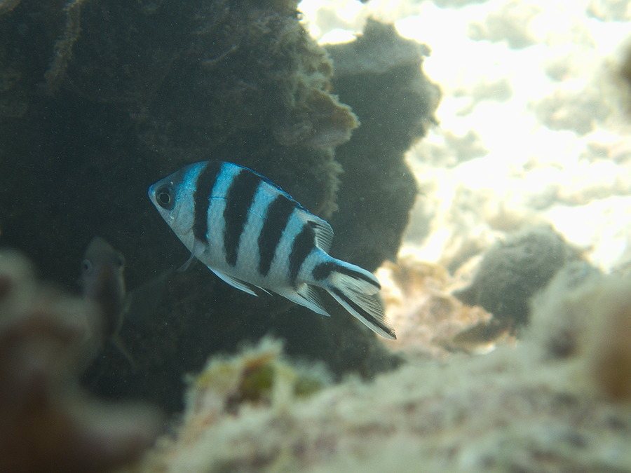 Abudefduf sexfasciatus