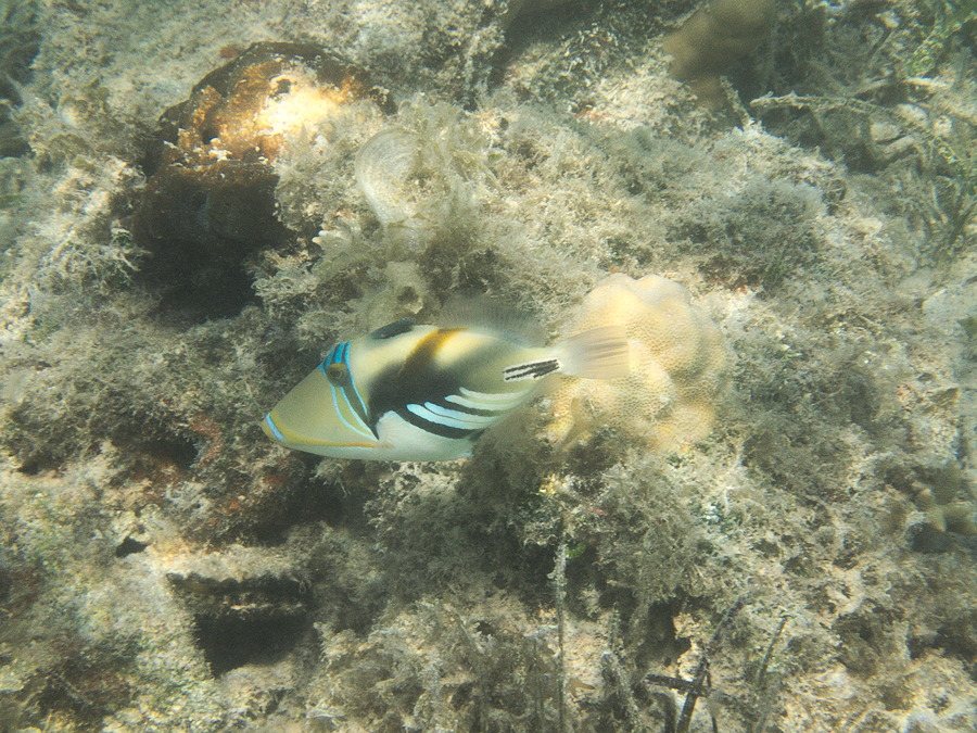 Rhinecanthus aculeatus