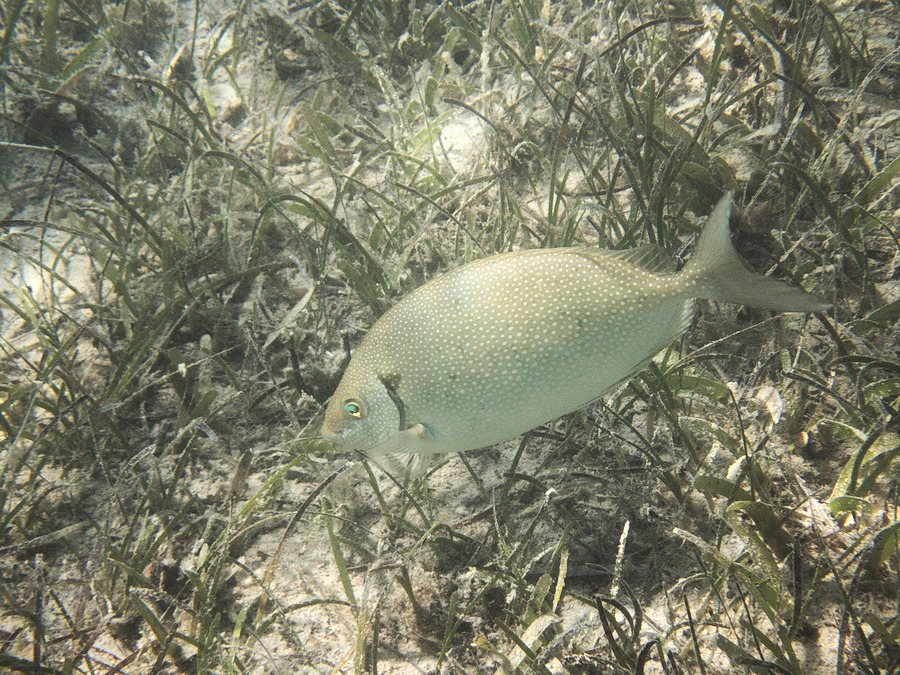 Siganus woodlandi