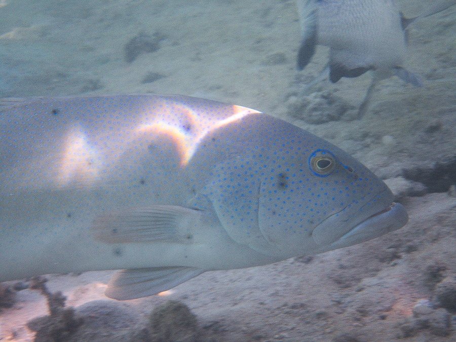 Plectropomus leopardus
