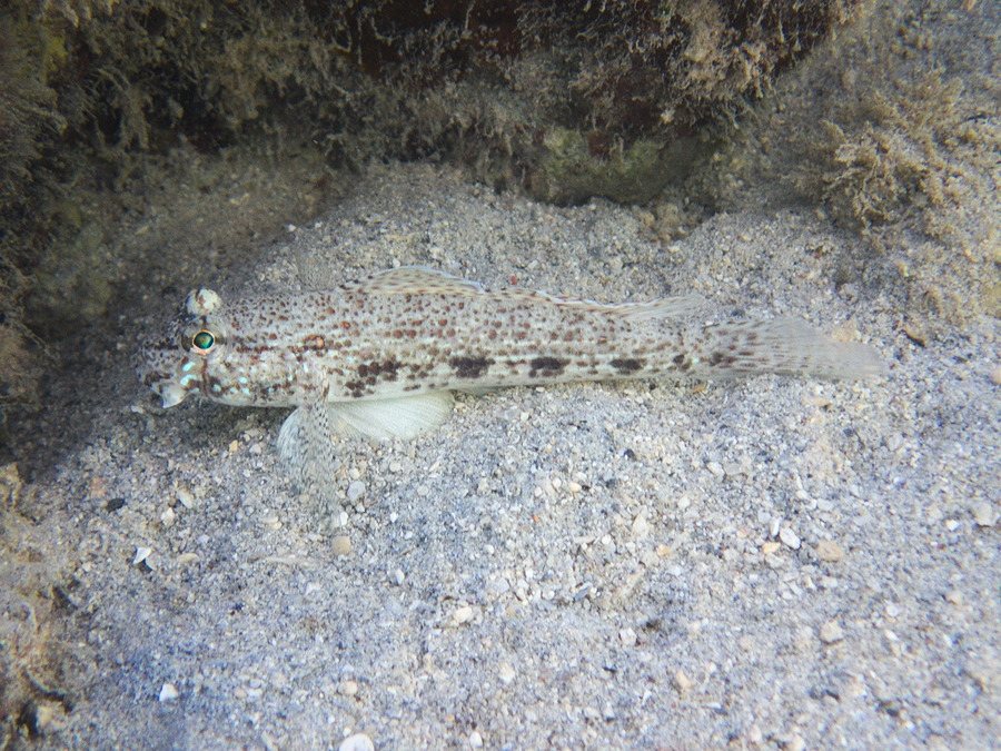 Istigobius decoratus