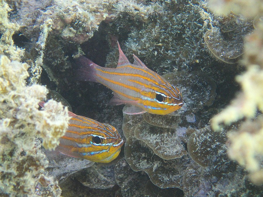 Ostorhinchus cyanosoma