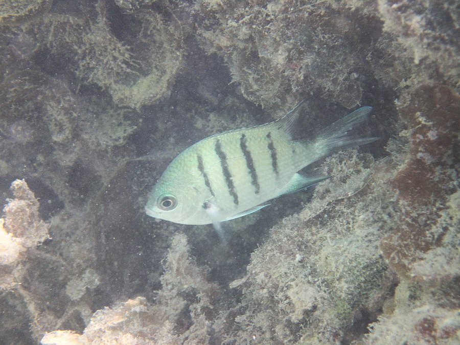 Abudefduf whitleyi