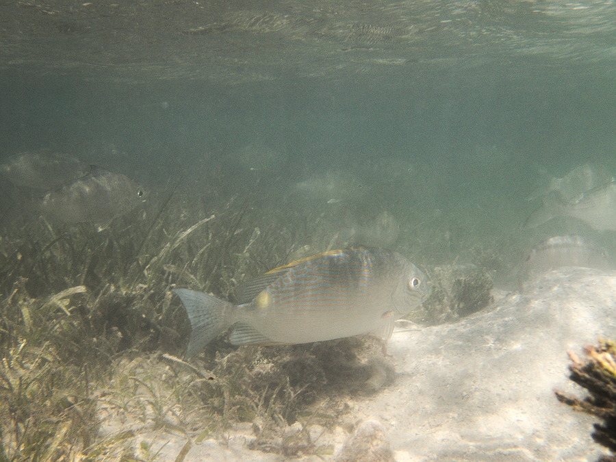 Siganus lineatus