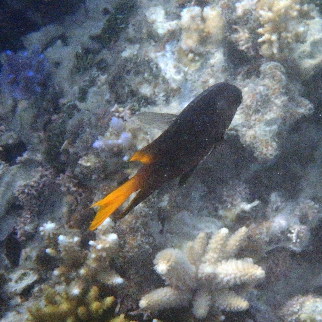 Chromis xanthura