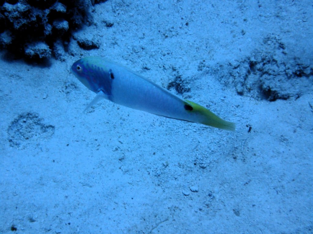 Halichoeres trimaculatus