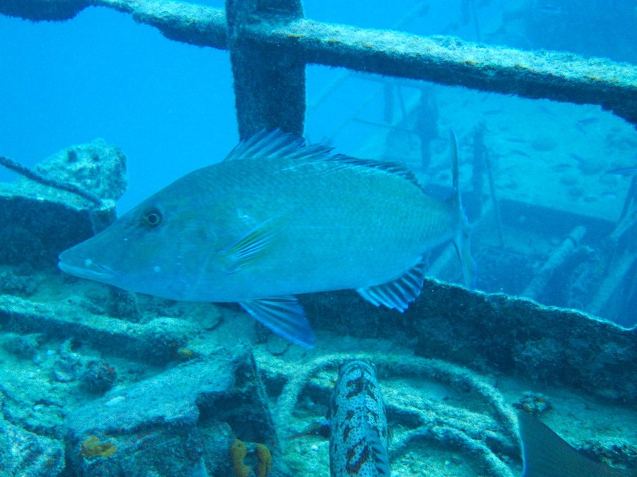 Lethrinus olivaceus