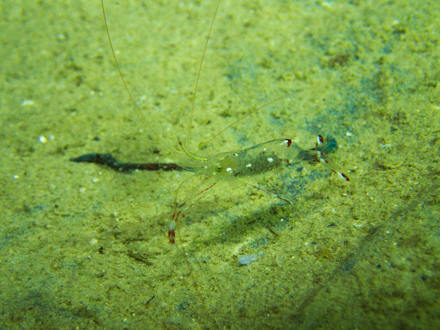 Urocaridella antonbruunii