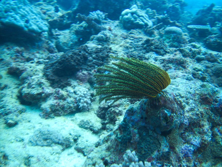 Anneissia (Oxycomanthus) bennetti
