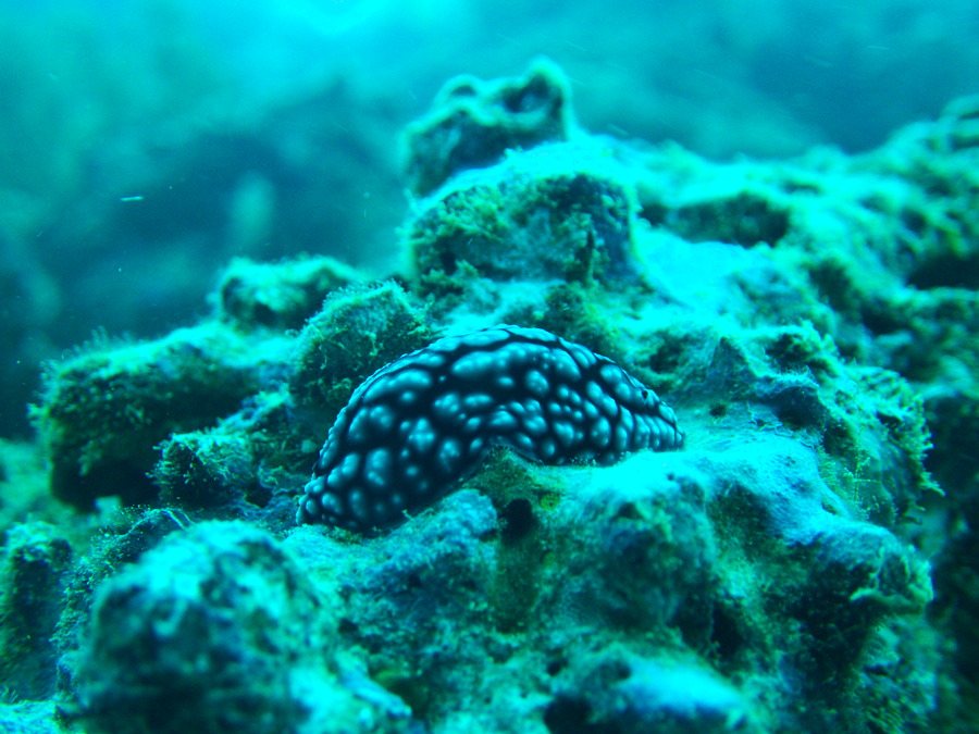 Phyllidiella pustulosa