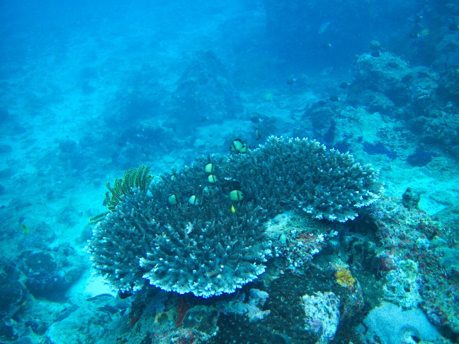 Dascyllus reticulatus