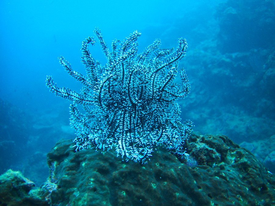 Crinoïde