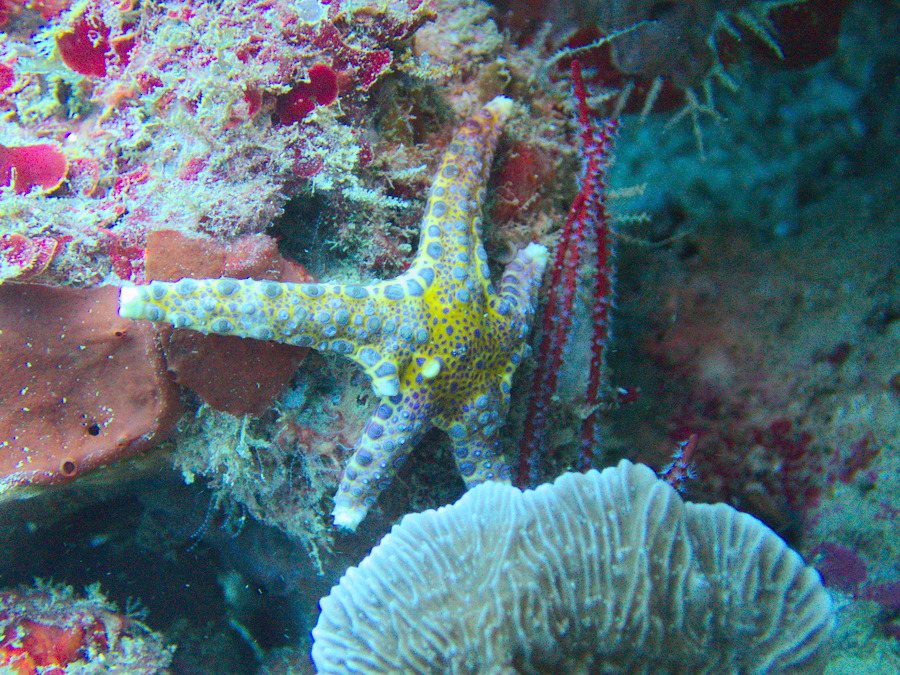 Neoferdina cumingi