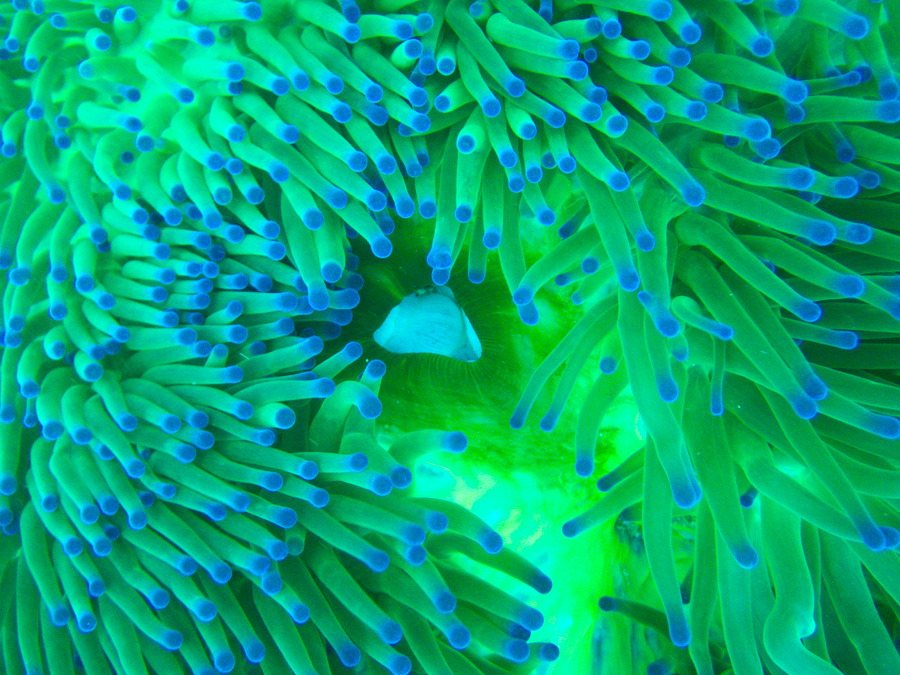 Aulostomus chinensis
