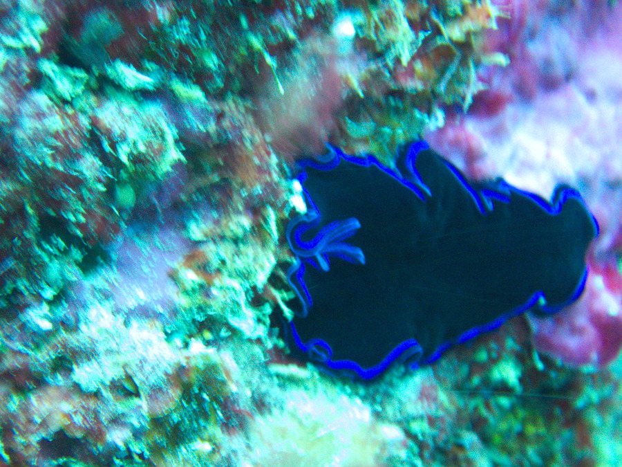 Pseudoceros sapphirinus
