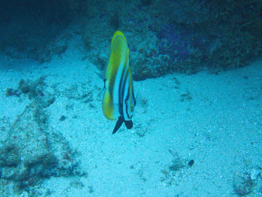 Coradion altivelis