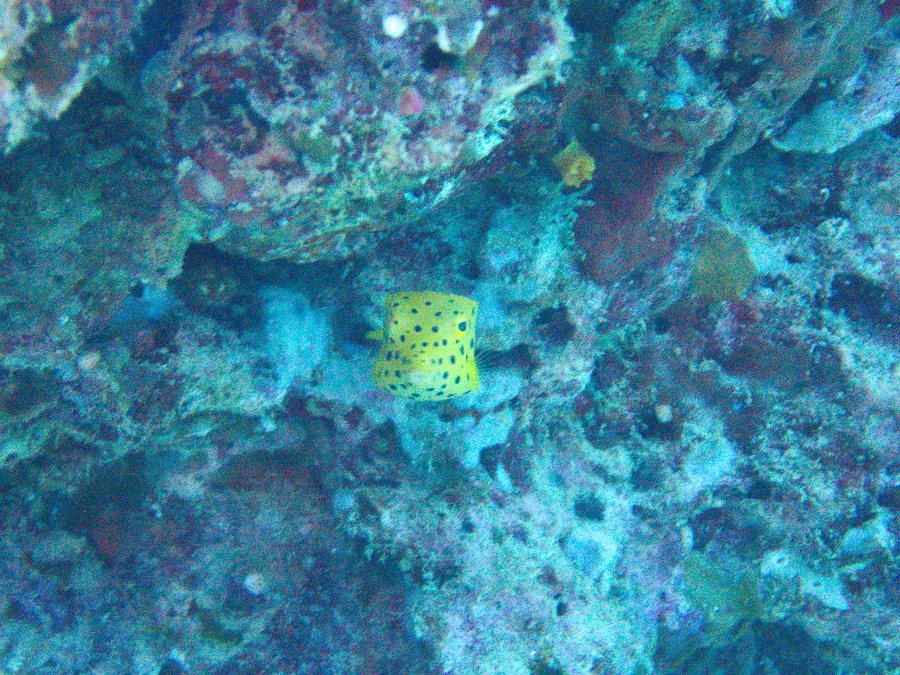 Ostracion cubicus