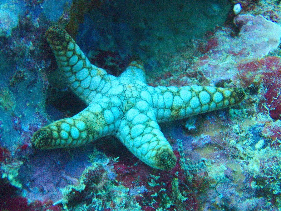 Fromia indica